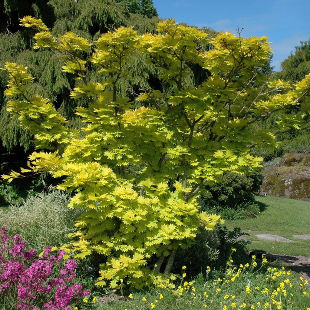 Acer shirasawanum Aureum - Acero giapponese