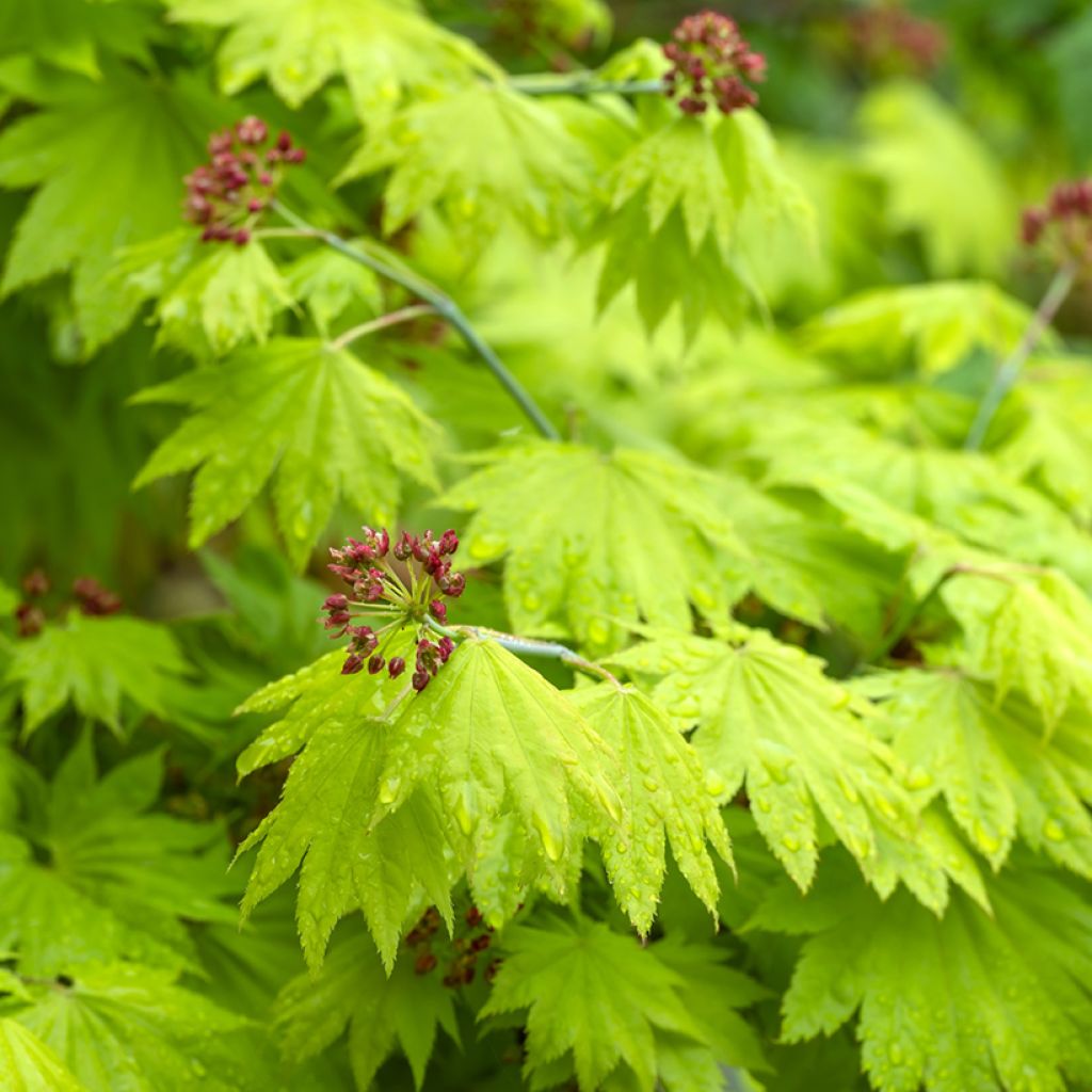 Acer shirasawanum Aureum - Acero giapponese