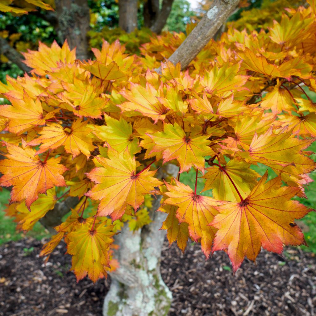 Acer shirasawanum Aureum - Acero giapponese