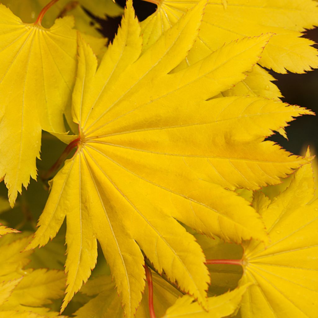 Acer shirasawanum Aureum - Acero giapponese
