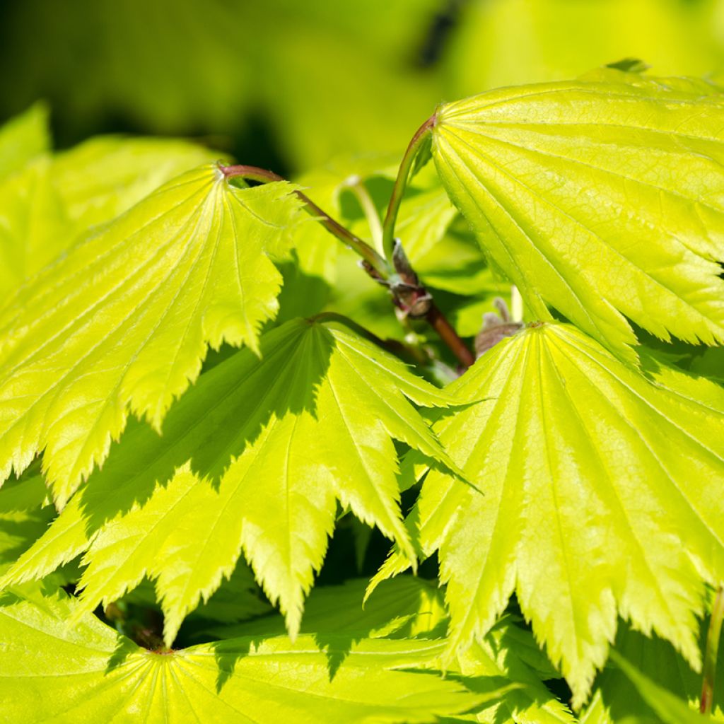 Acer shirasawanum Aureum - Acero giapponese