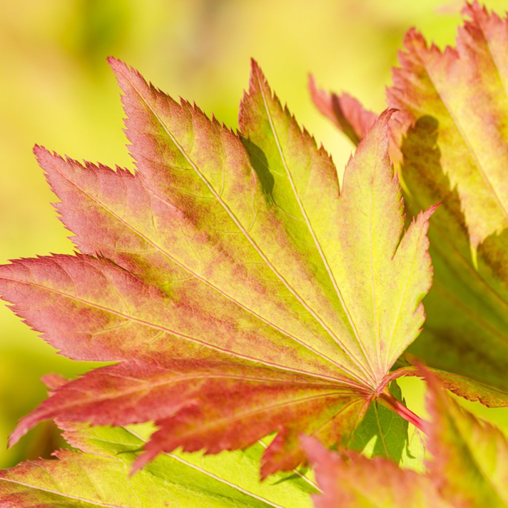 Acer shirasawanum Aureum - Acero giapponese