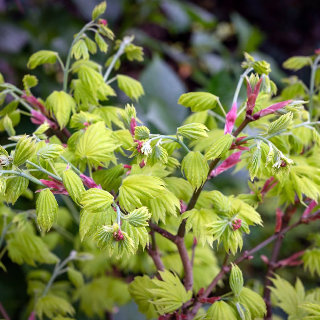Acer shirasawanum Aureum - Acero giapponese