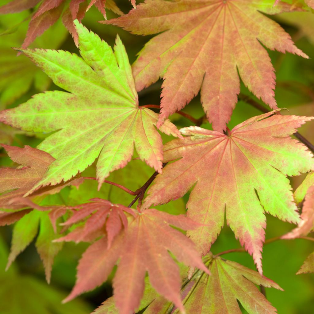 Acer shirasawanum Autumn moon - Acero giapponese