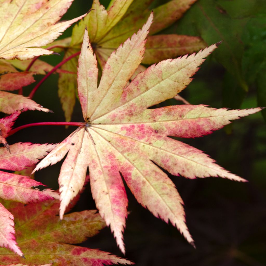 Acer shirasawanum Autumn moon - Acero giapponese