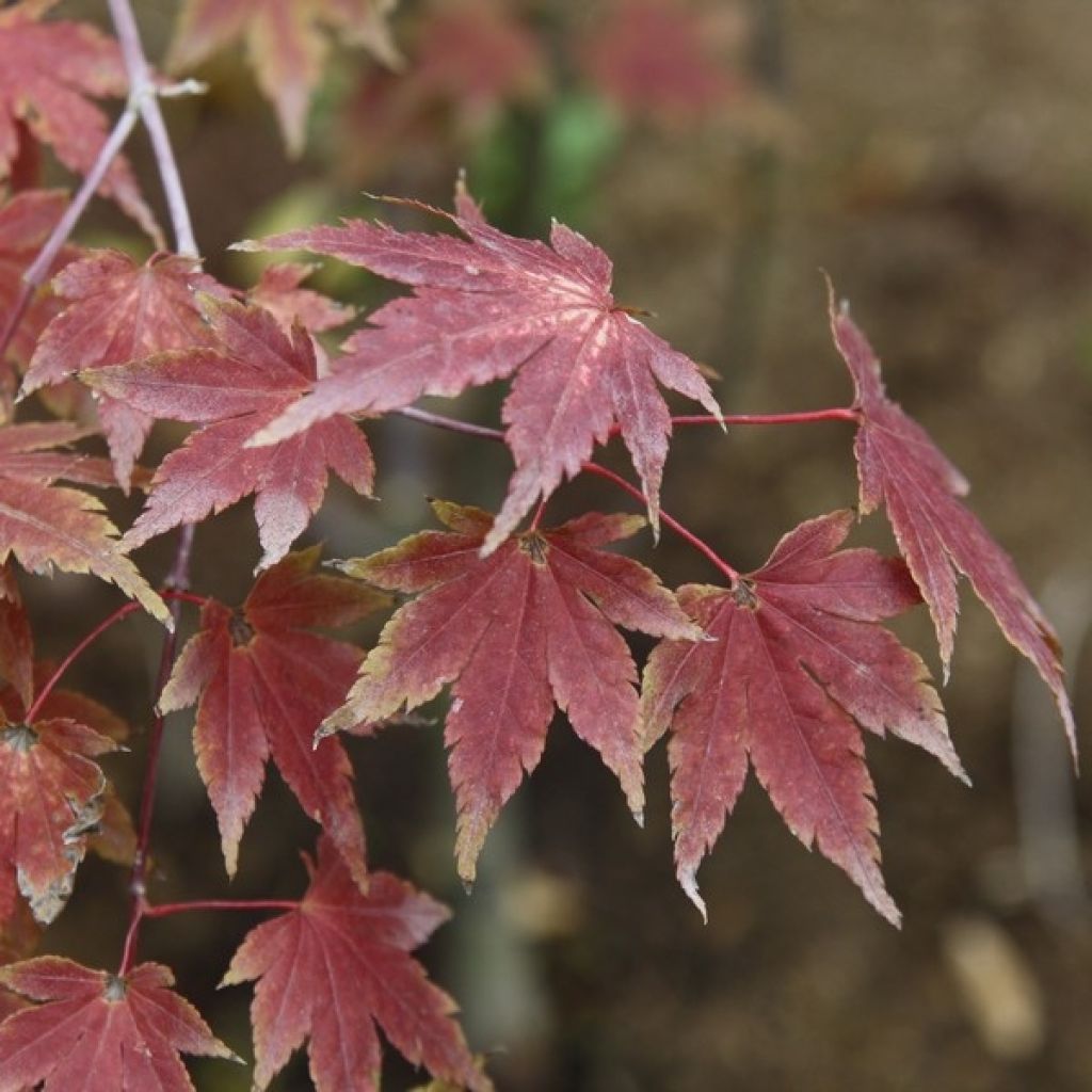Acer palmatum Orange Dream - Acero giapponese
