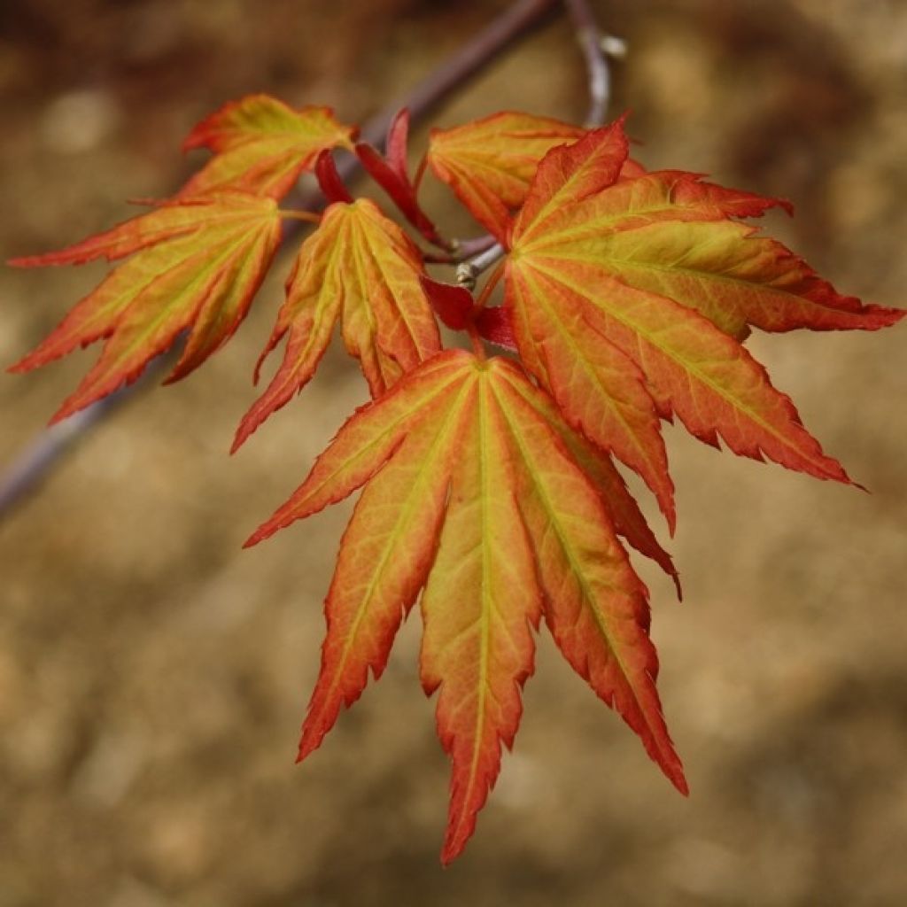 Acer palmatum Orange Dream - Acero giapponese
