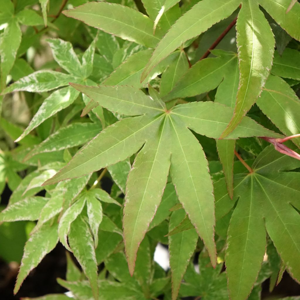 Acer palmatum Ukigumo - Acero giapponese