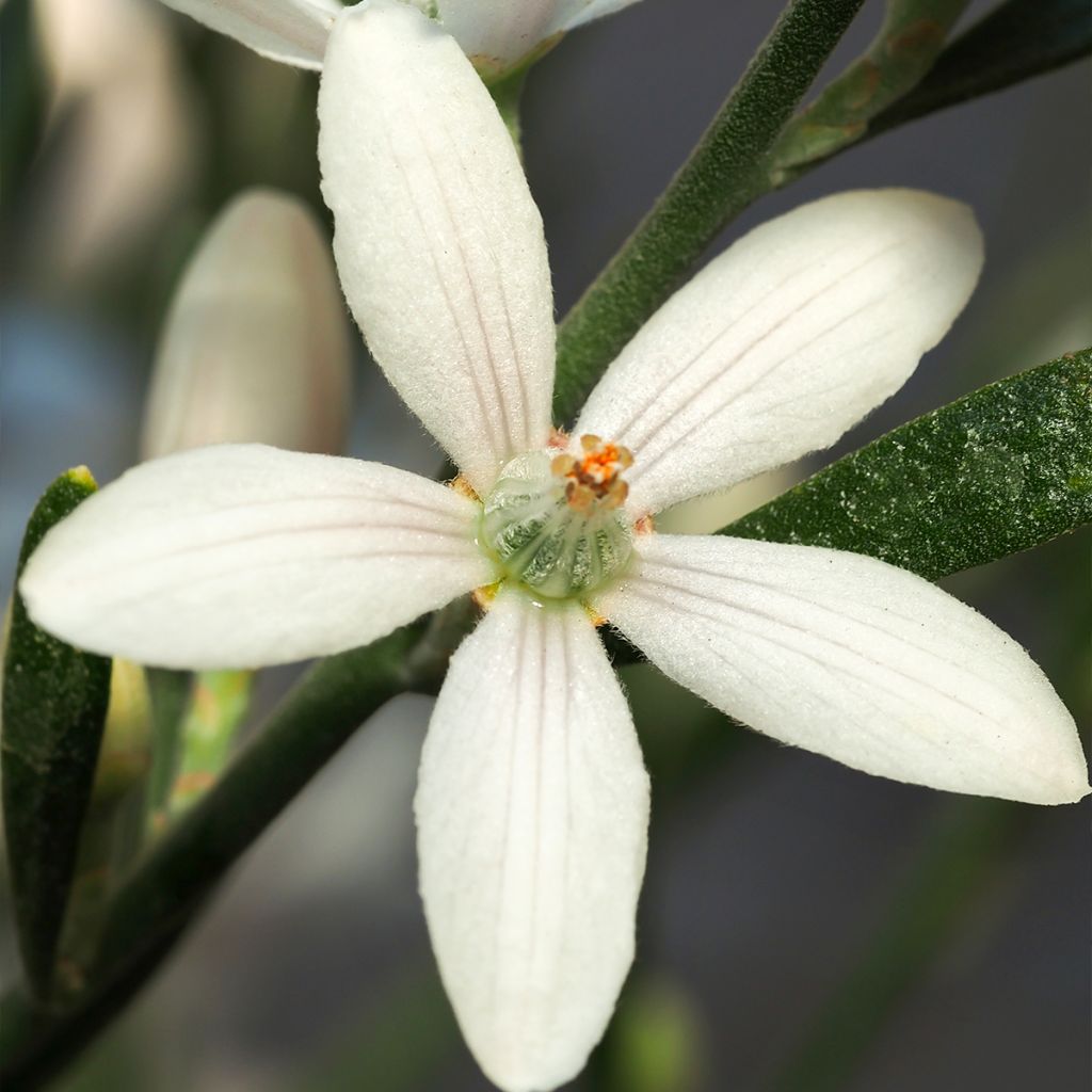 Eriostemon myoporoides