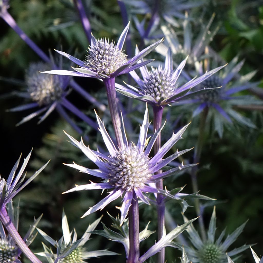 Eryngium Pico's Amethyst