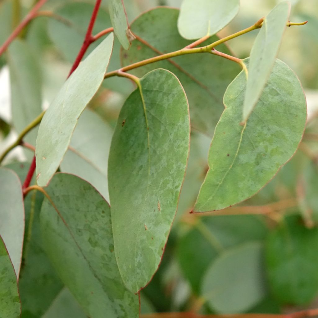 Eucalyptus delegatensis subsp. tasmaniensi - Eucalipto