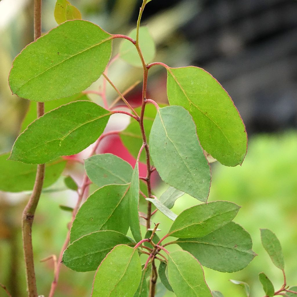 Eucalyptus johnstonii - Eucalipto