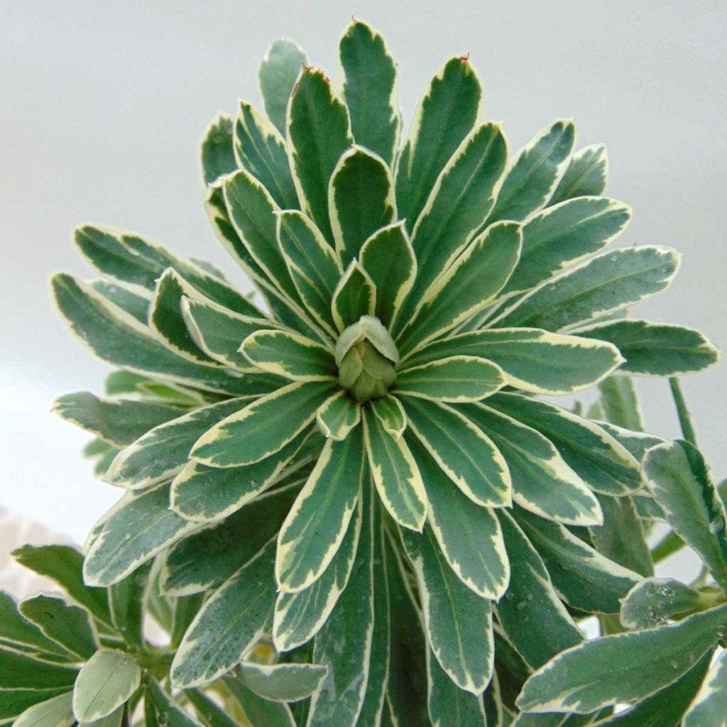Euphorbia characias Glacier Blue