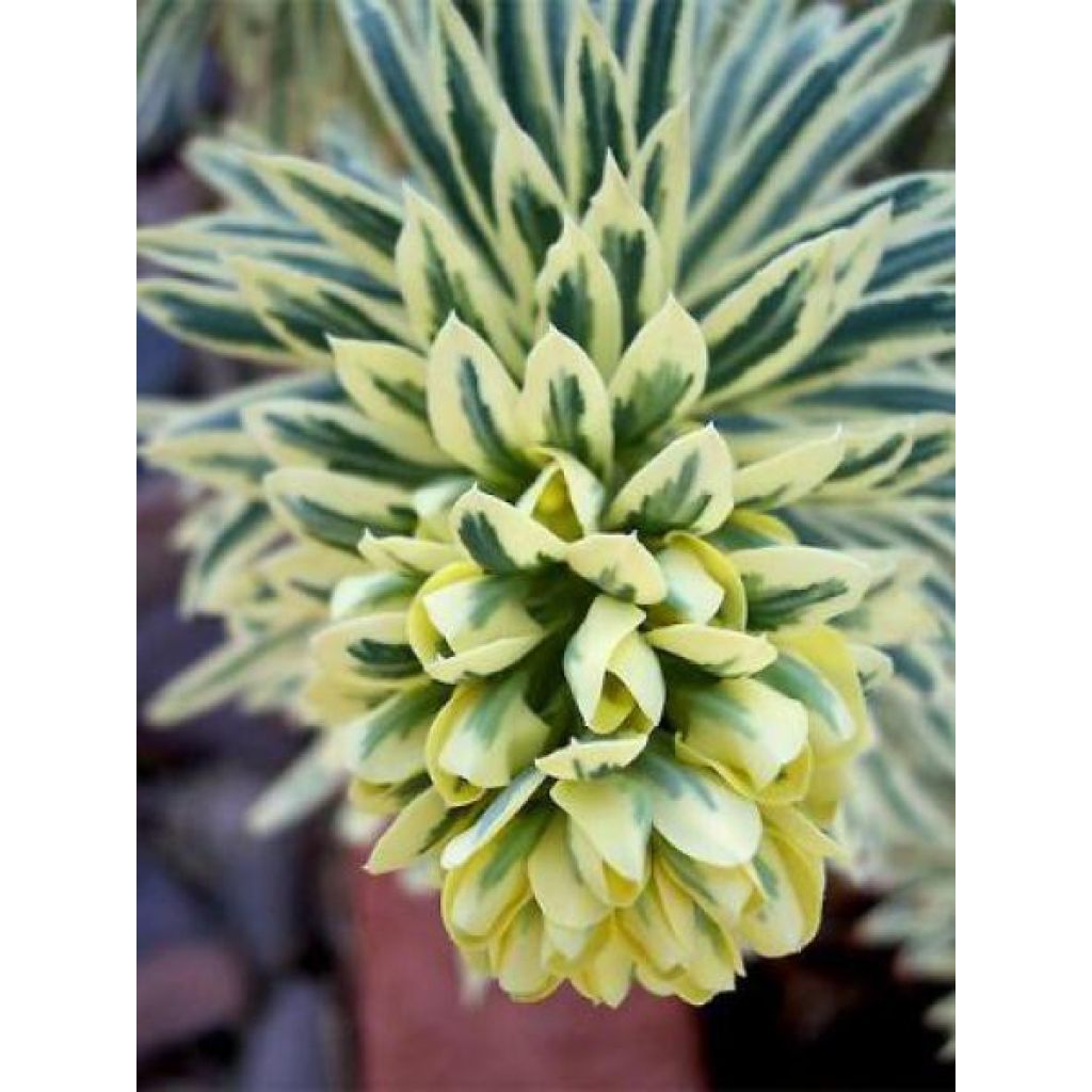 Euphorbia characias Tasmanian tiger