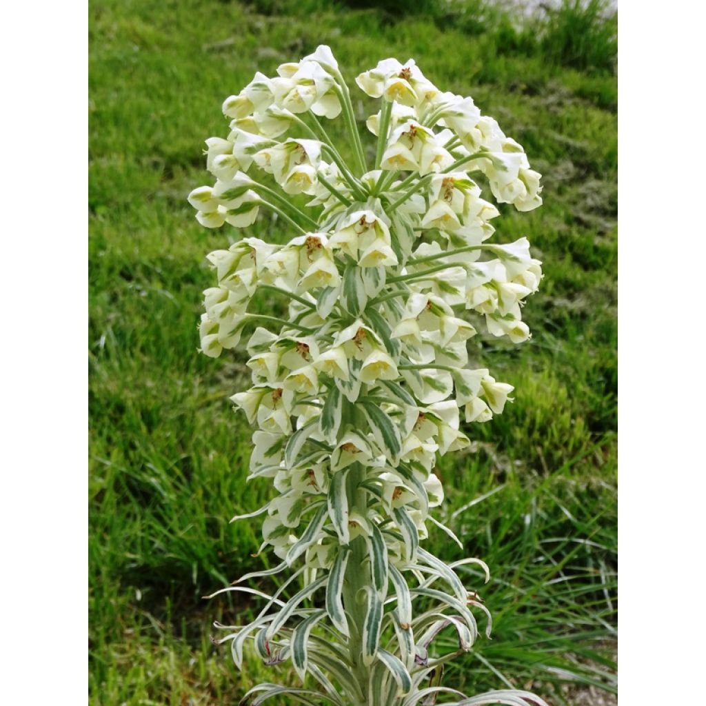 Euphorbia characias Tasmanian tiger