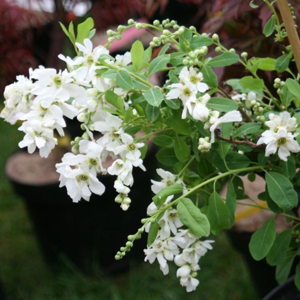 Exochorda macrantha The Bride