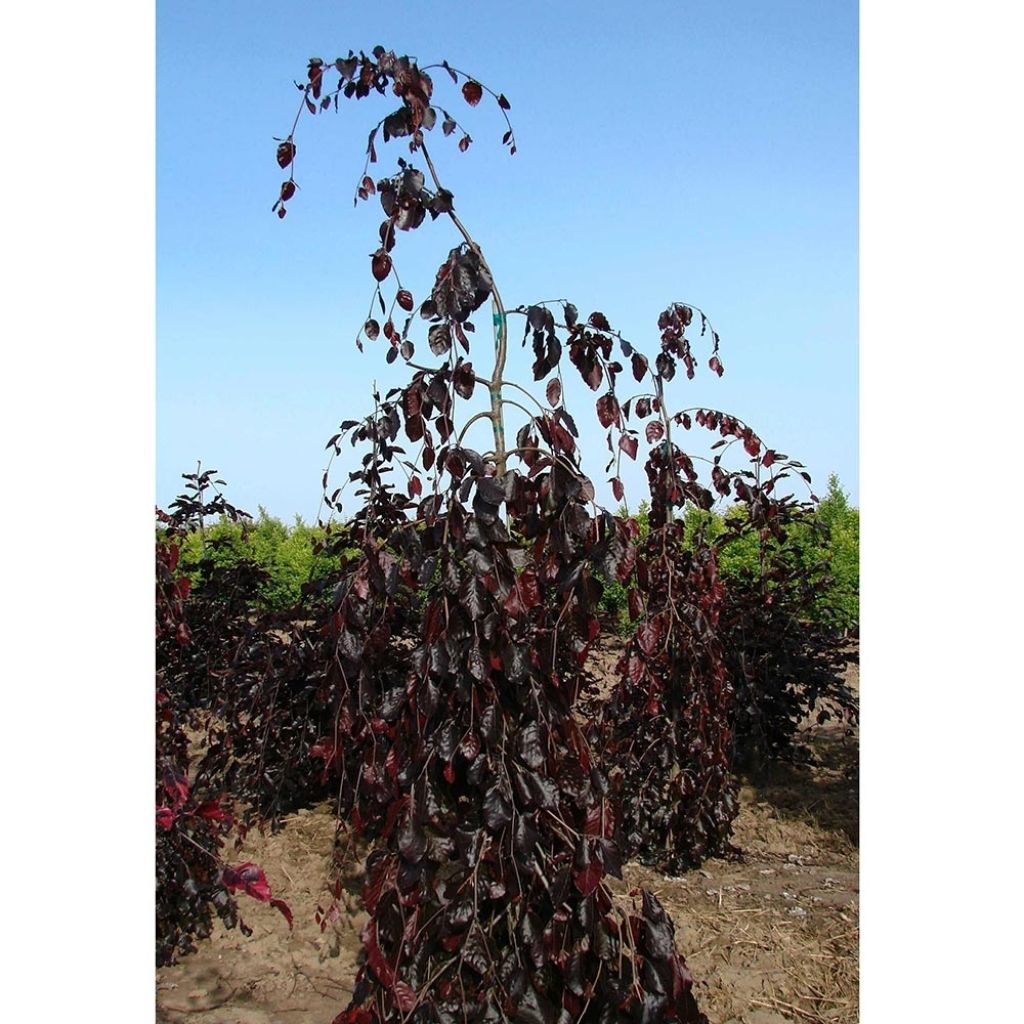 Fagus sylvatica Purple Fountain - Faggio