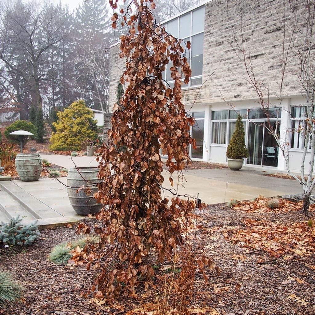 Fagus sylvatica Purple Fountain - Faggio