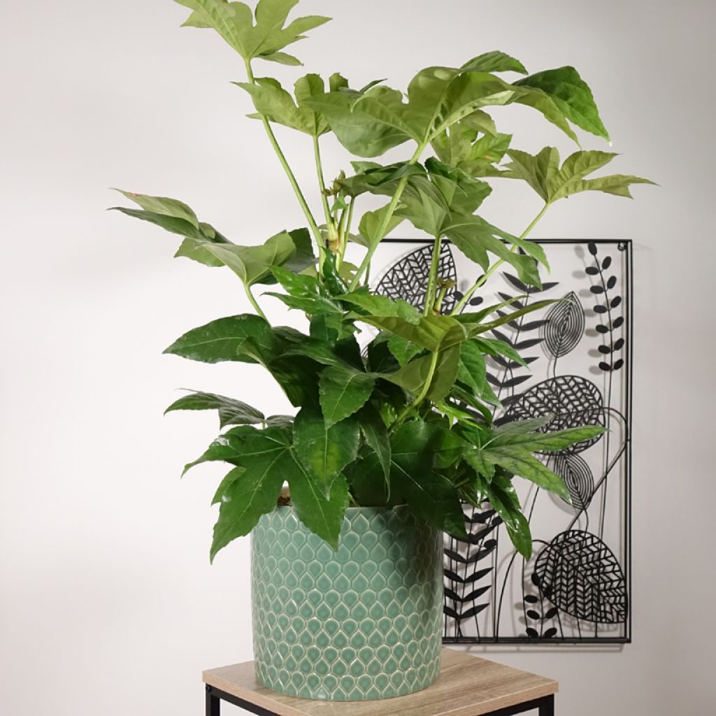 Fatsia japonica - Aralia giapponese