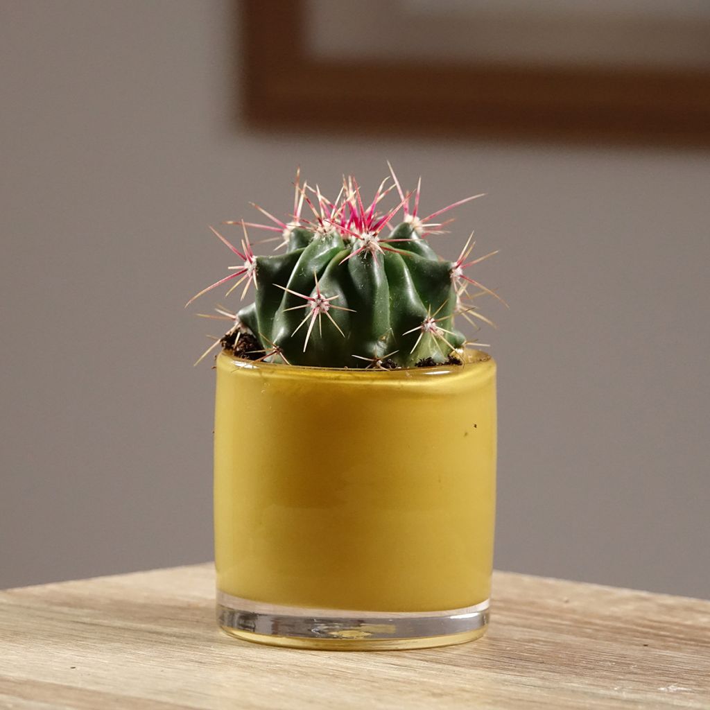 Ferocactus latispinus