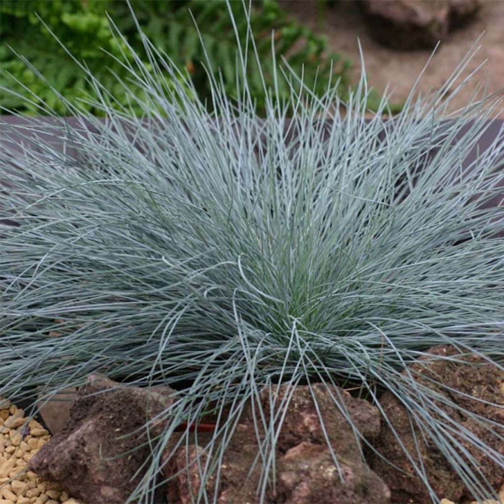 Festuca glauca Intense Blue - Festuca blu