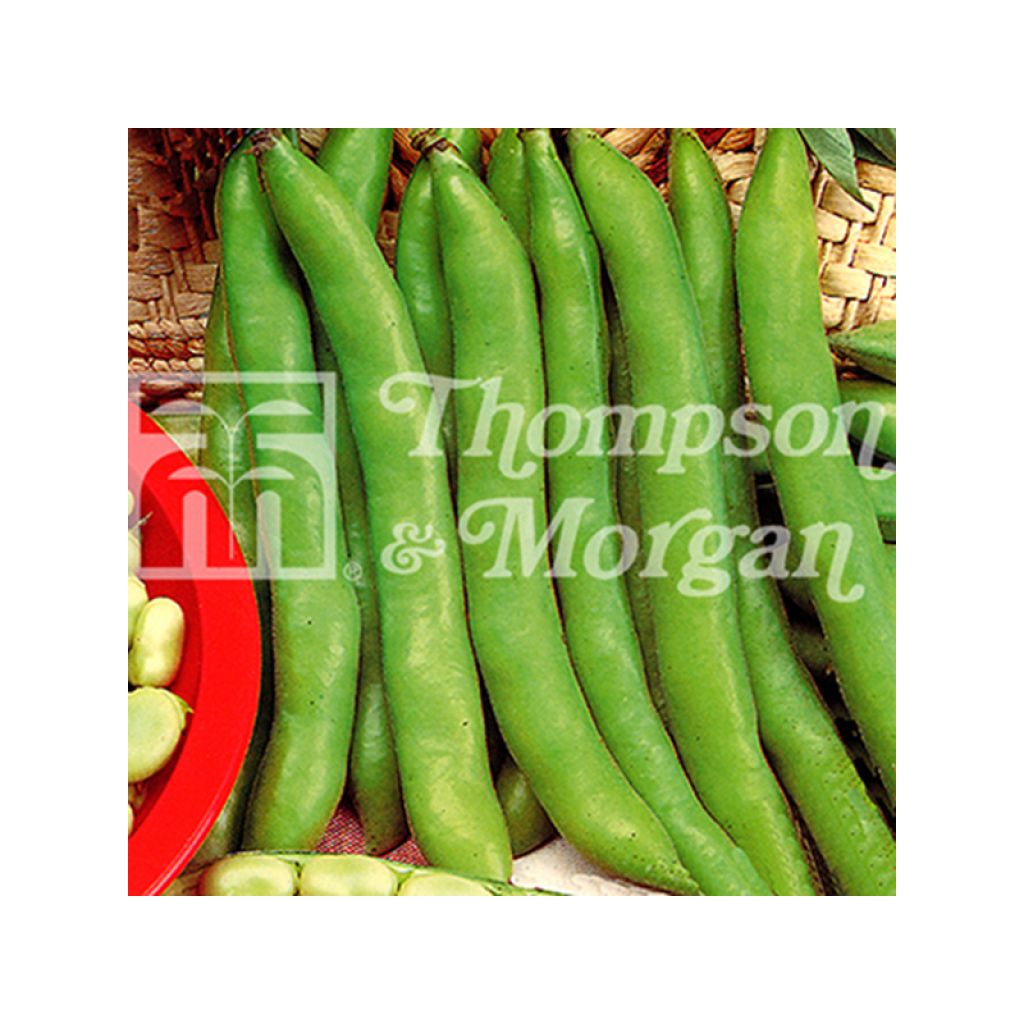 Fava Masterpiece Green Longpod