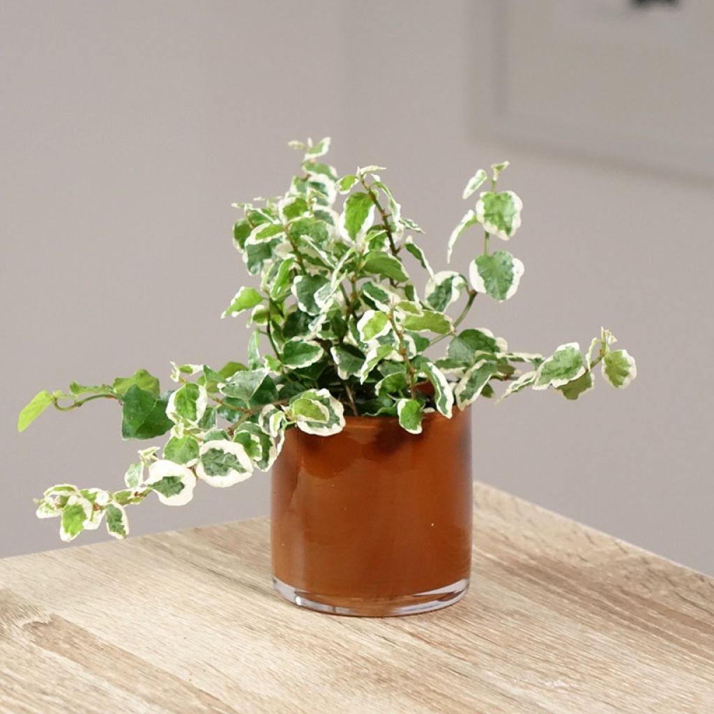 Ficus pumila Bellus - Fico rampicanteché