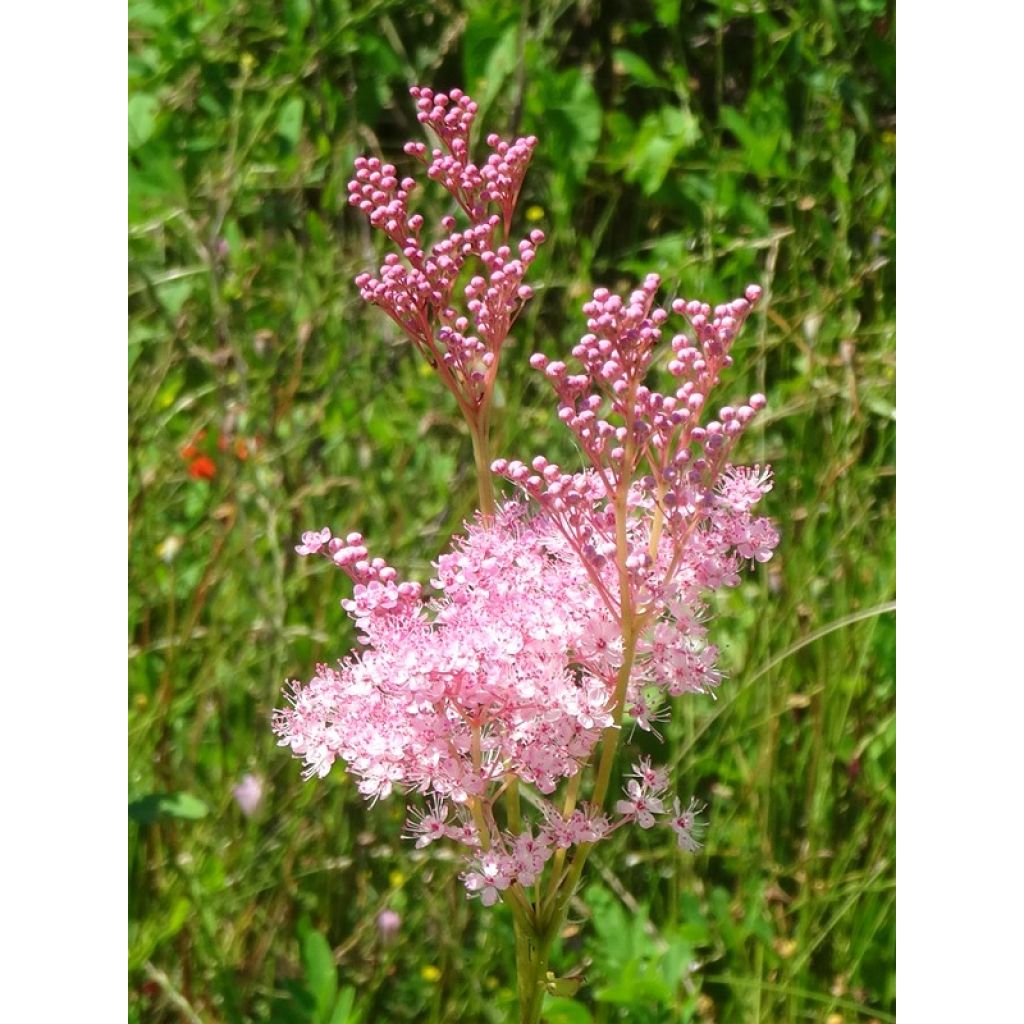 Filipendula rubra Venusta