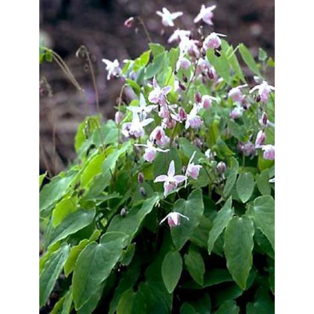 Epimedium youngianum Roseum