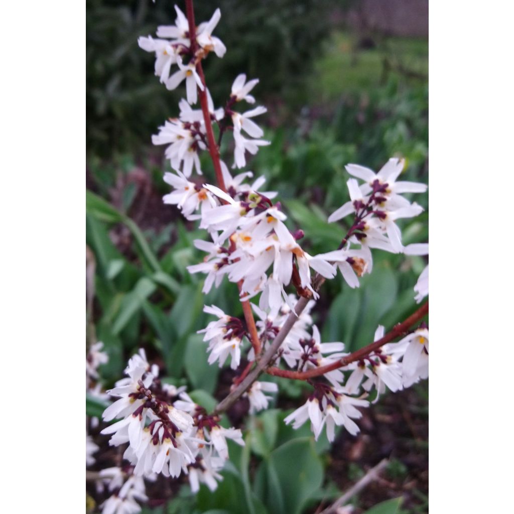 Abeliophyllum distichum - Forsizia bianca