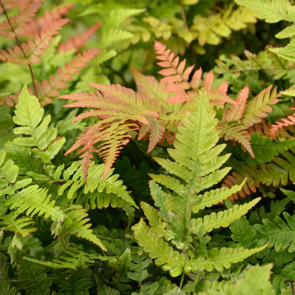 Dryopteris erythrosora