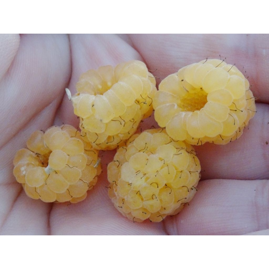 Lampone giallo Golden Everest