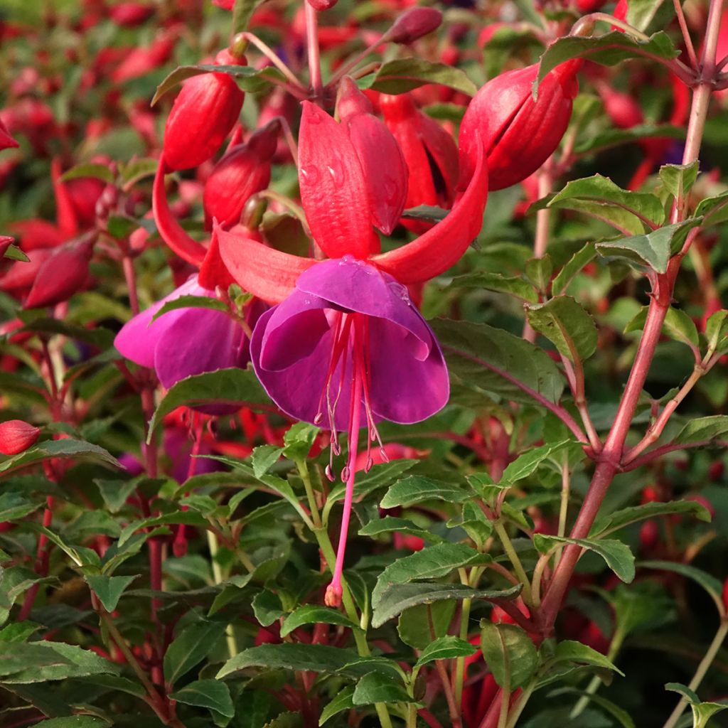 Fuchsia Bella Sacha - Fucsia