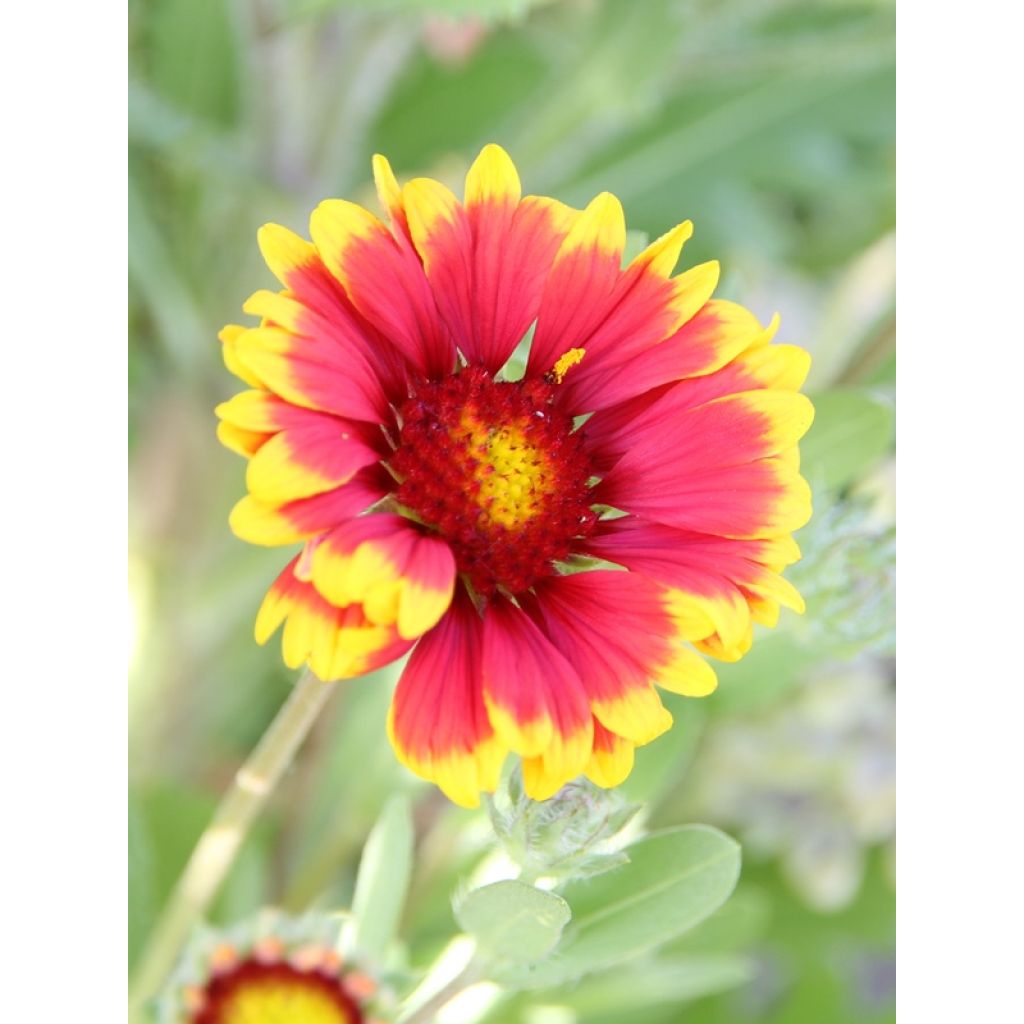 Gaillardia grandiflora Kobold