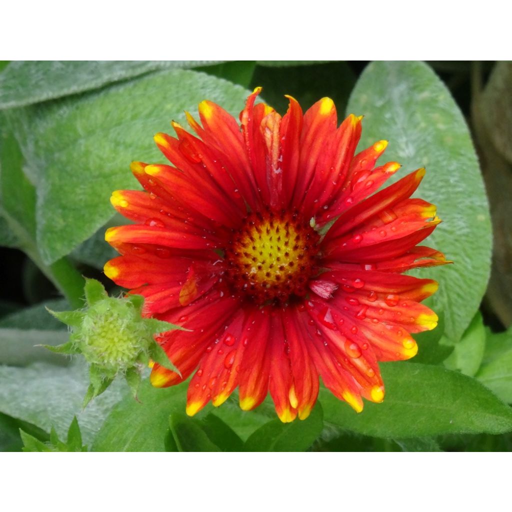Gaillardia grandiflora Arizona Red Shades (semi)