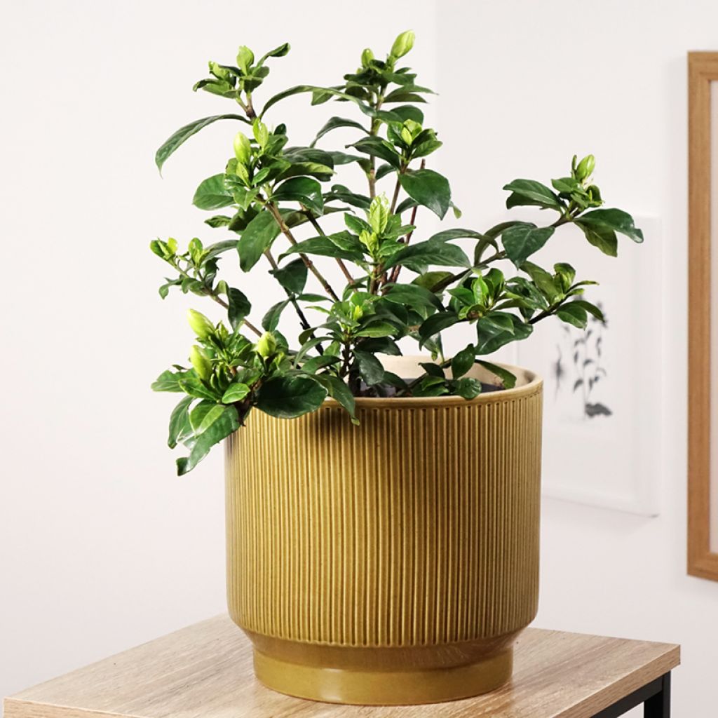 Gardenia Double Diamonds