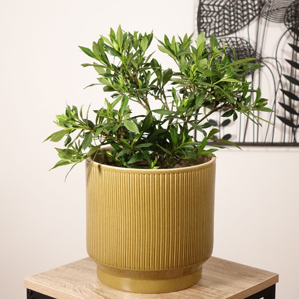 Gardenia Perfumed Petticoats