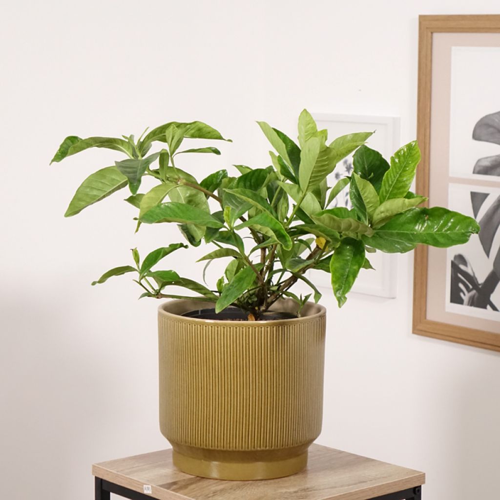 Gardenia Summer Snow