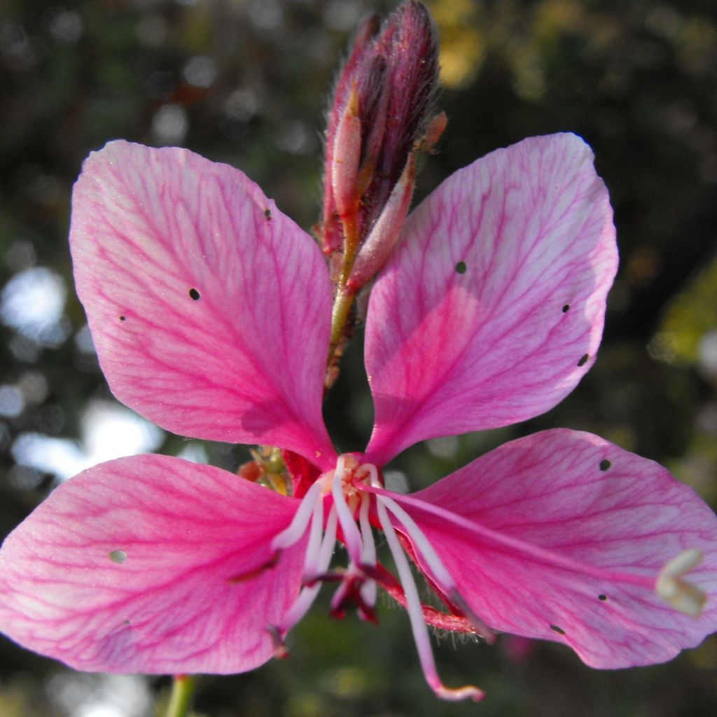 Gaura Siskiyou pink