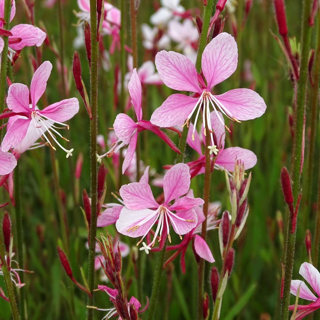 Gaura Siskiyou pink