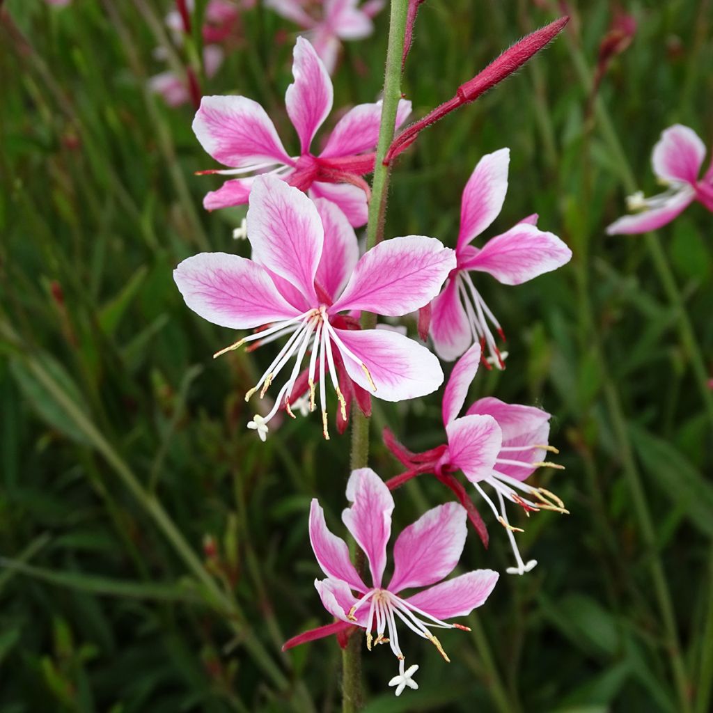 Gaura Siskiyou pink
