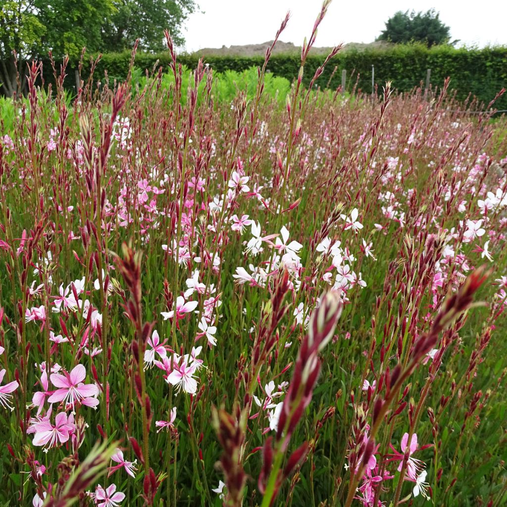 Gaura Siskiyou pink