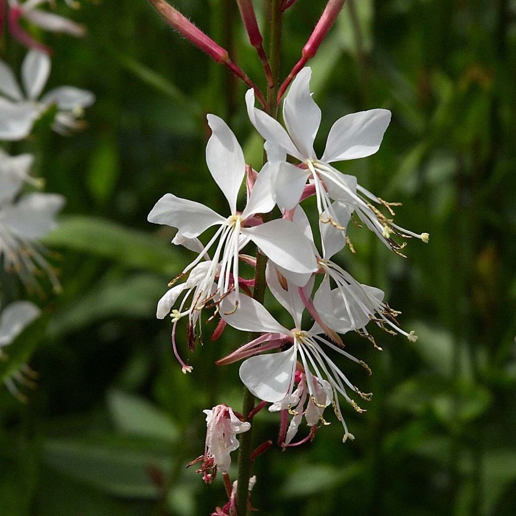 Gaura Whirling Butterflies