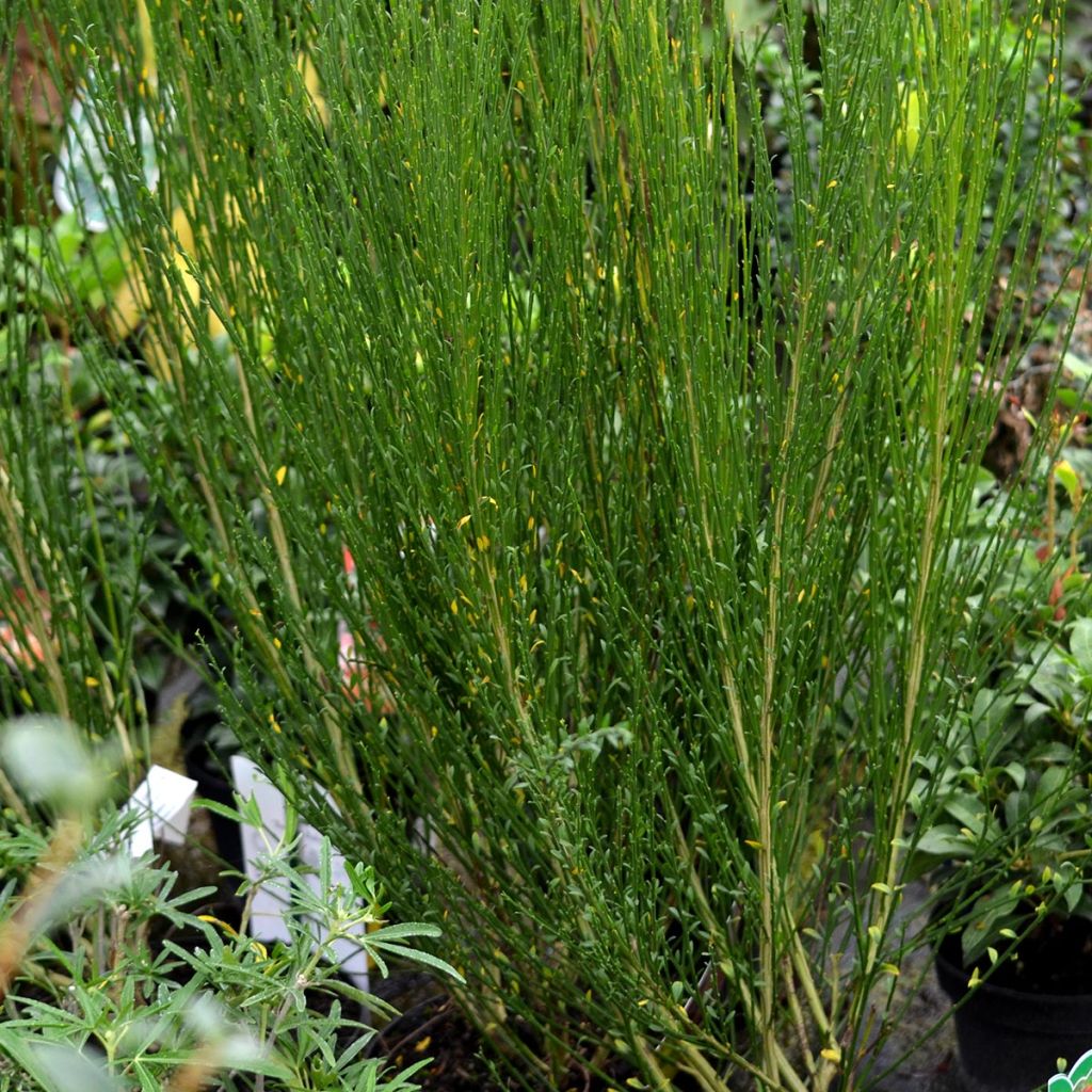 Cytisus scoparius Ruby - Ginestra dei carbonai
