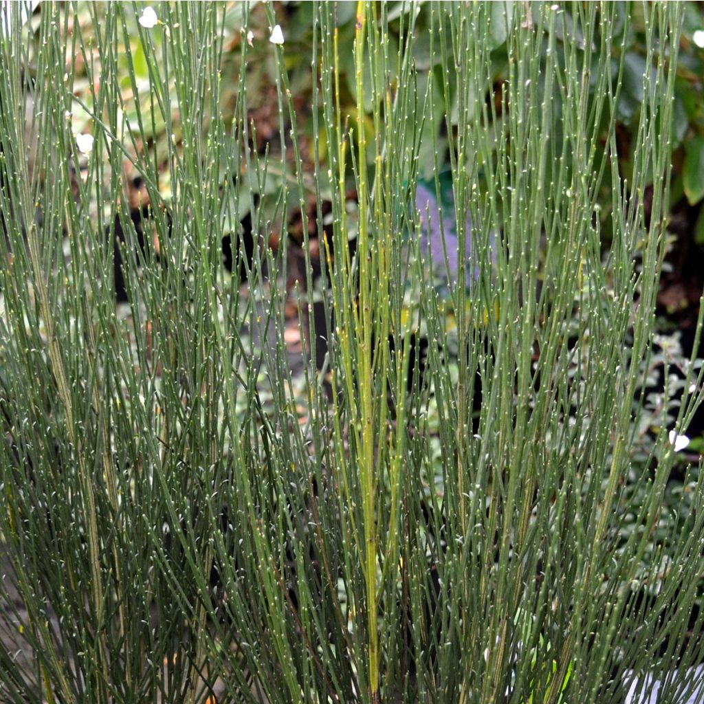 Cytisus praecox Albus - Citiso