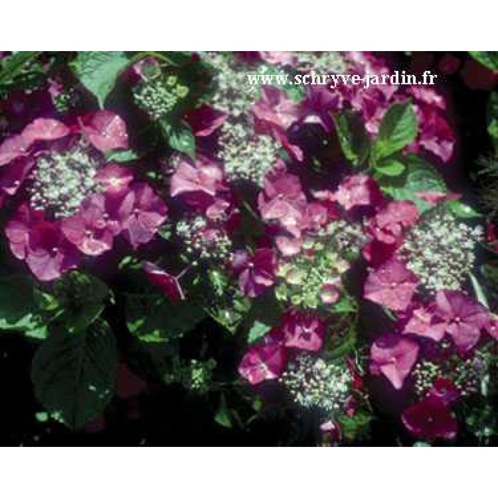 Hortensia Geoffrey Chabdun