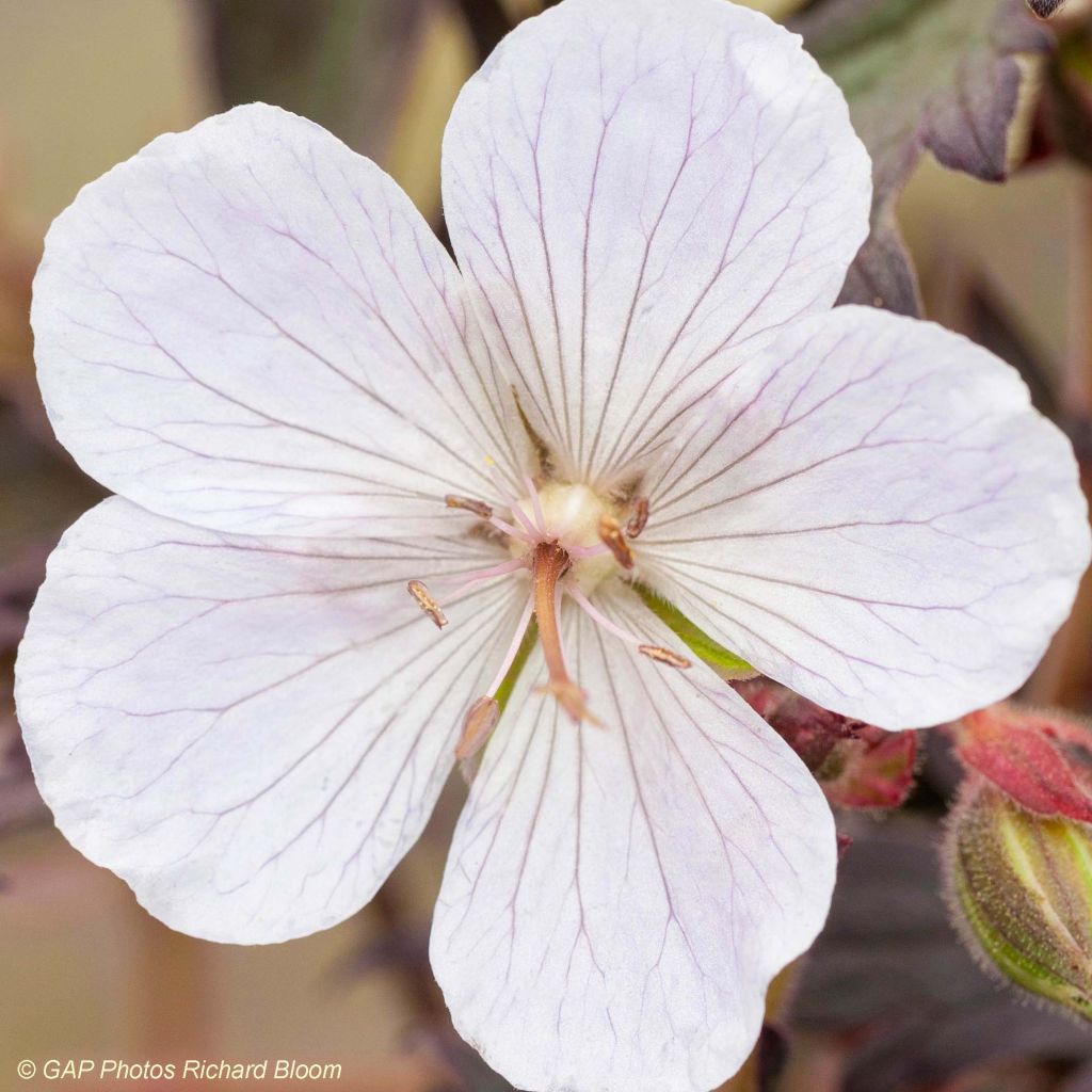 Geranium pratense Black n white Army - Geranio dei prati