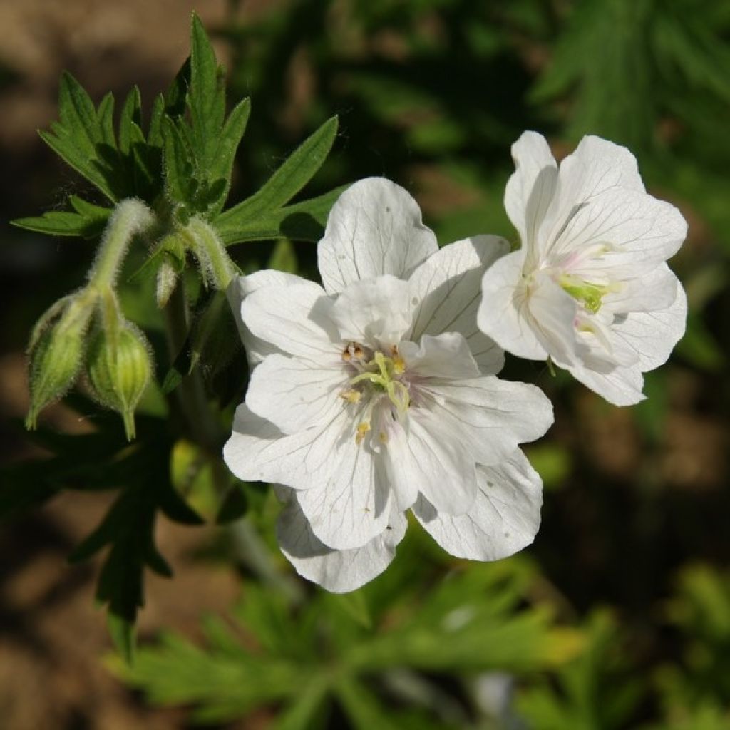 Geranium pratense Plenum Album - Geranio dei prati