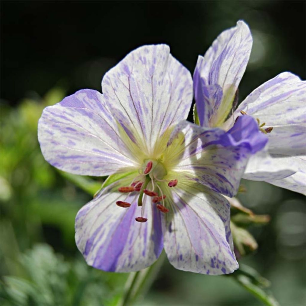 Geranium pratense Splish Splash - Geranio dei prati