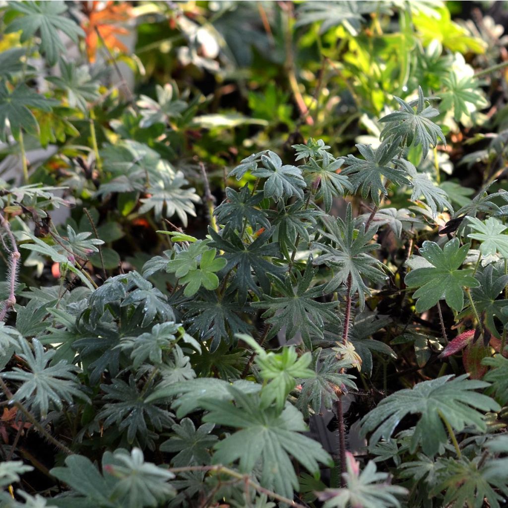 Geranium sanguineum - Geranio sanguigno